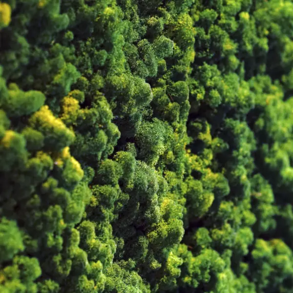 Bottomline Office Fit Out Biophilic Wall