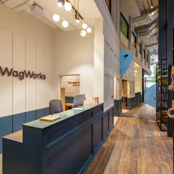 Stylish reception area with a deep blue front desk topped with a green marble-style surface. Vertical wall panelling in white and blue creates a clean, contemporary look. Warm pendant lighting with globe bulbs hangs above the desk, and the space opens into a corridor with timber flooring and shelving displaying dog accessories, giving a boutique feel.