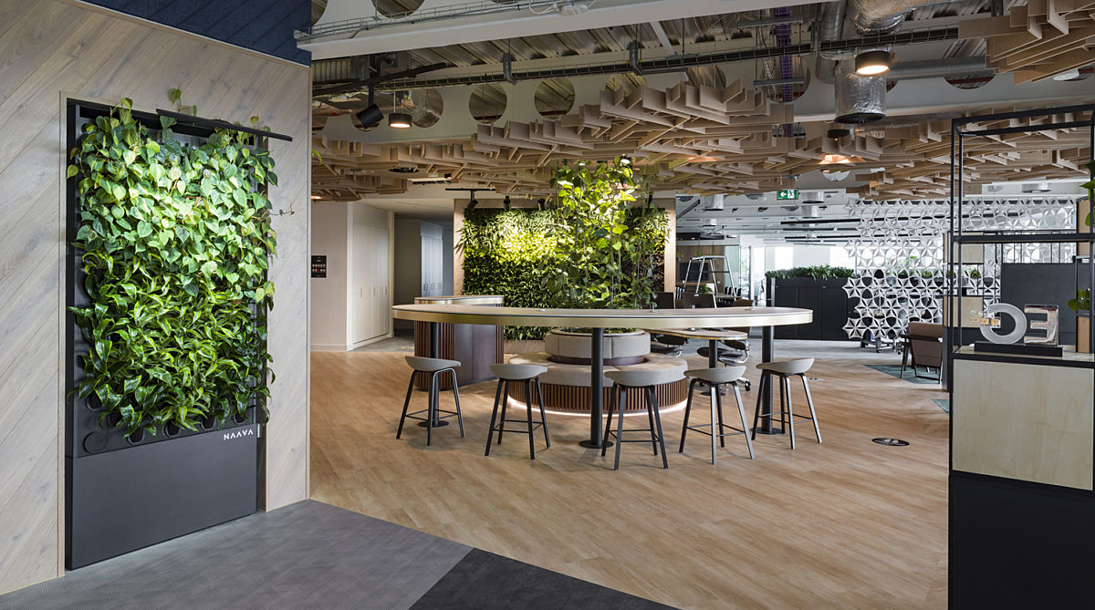 JLL office fit out with living wall and natural light