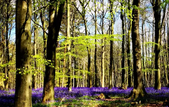 Morgan Lovell celebrates with Morgan Sindall as environmental A-lister